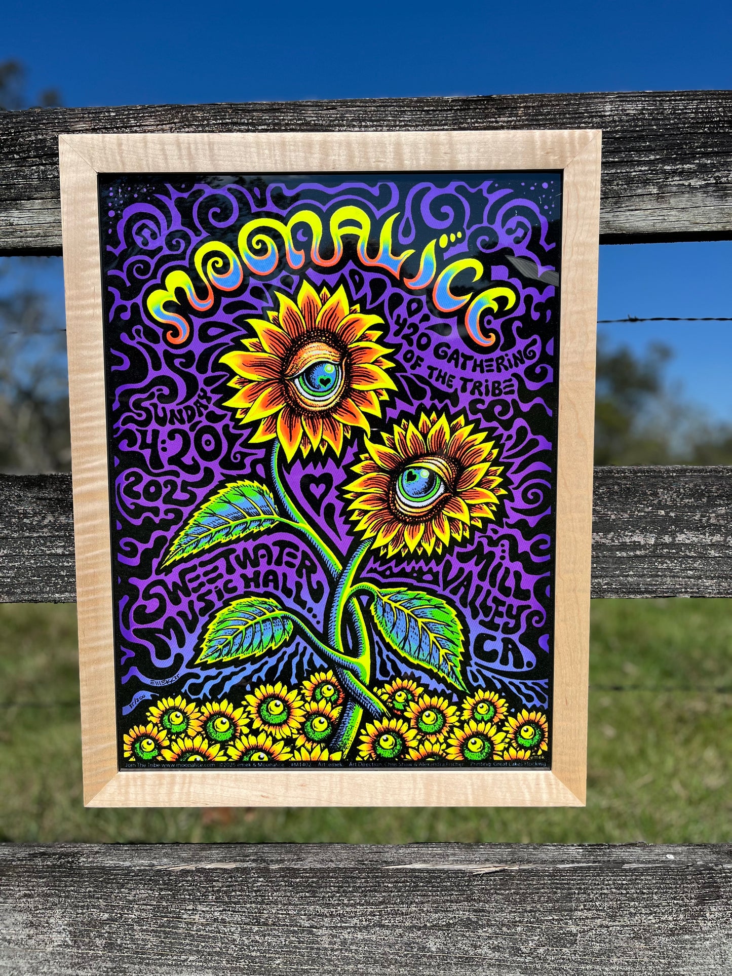 The Unburnt Blazin’ Slim 18x24 Curly Maple