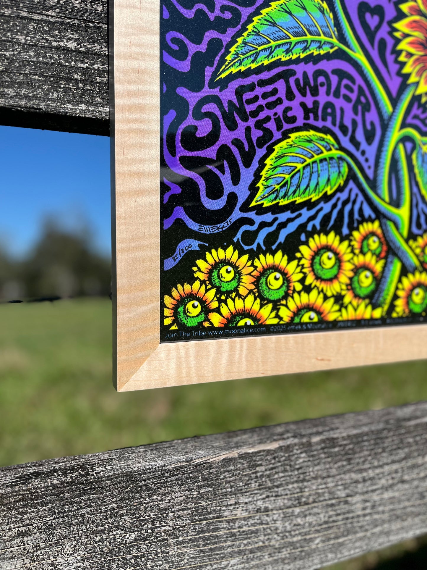 The Unburnt Blazin’ Slim 18x24 Curly Maple