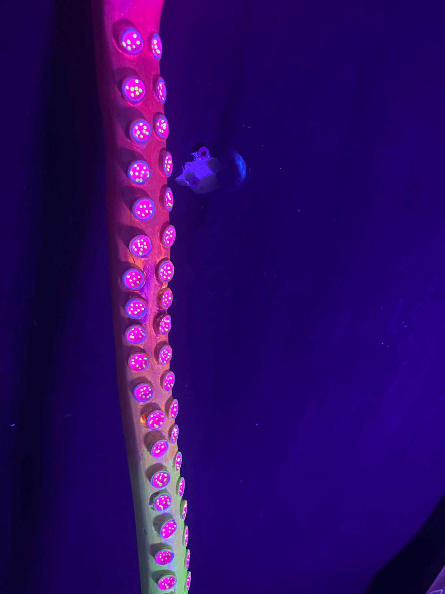 36” Blazin’ Cane